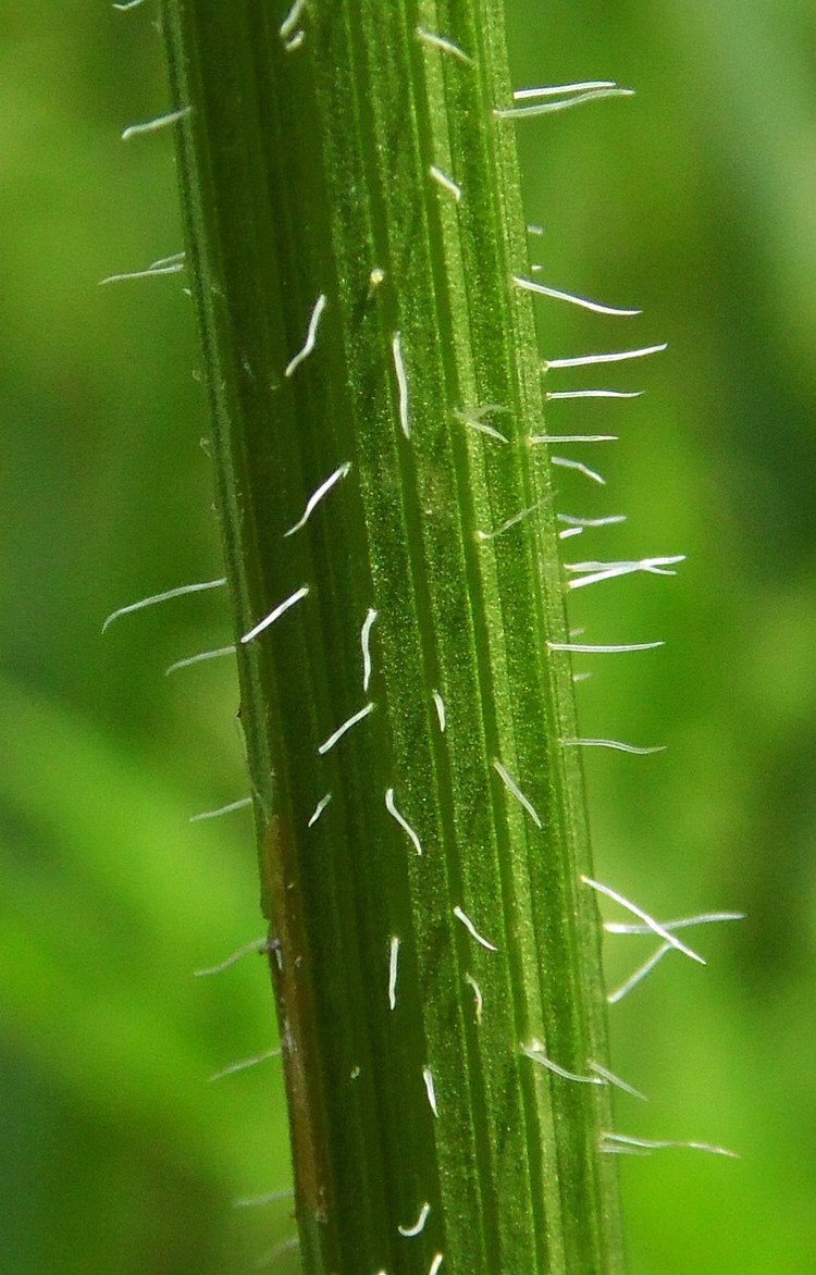 Image of Daucus carota specimen.