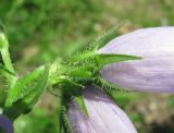 Campanula praealta. Основание цветка. Краснодарский край, Абинский р-н, окр. пос. Новый, небольшой луг. 10.06.2016.