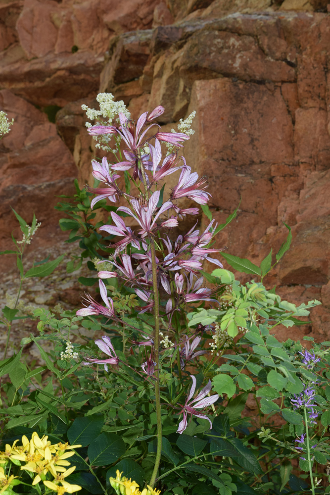 Image of Dictamnus angustifolius specimen.