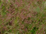 род Agrostis. Соцветия. Приморье, Находкинский городской округ, окр. пос. Авангард, луг. 04.07.2016.