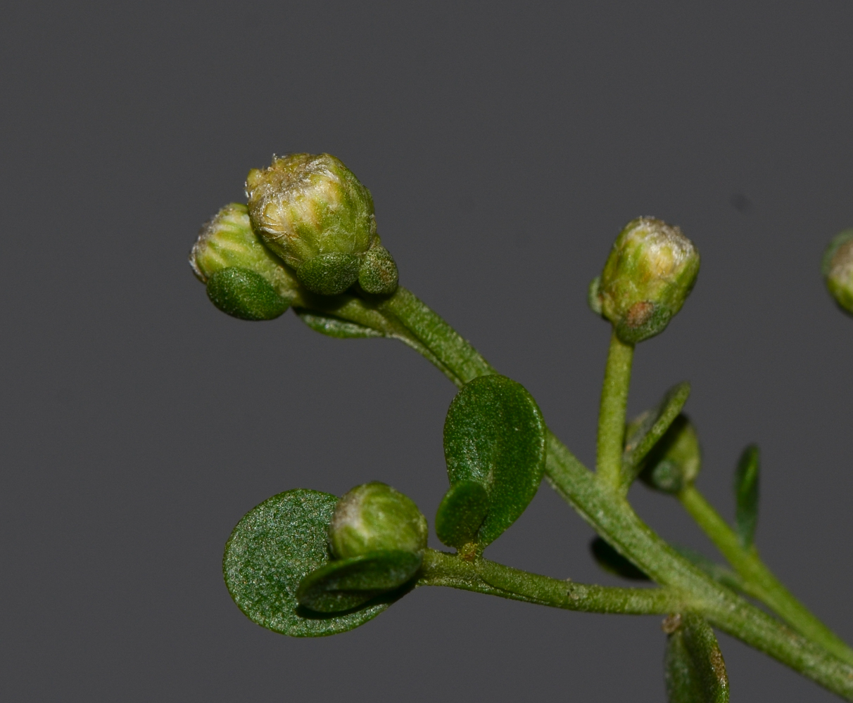 Изображение особи Baccharis pilularis.