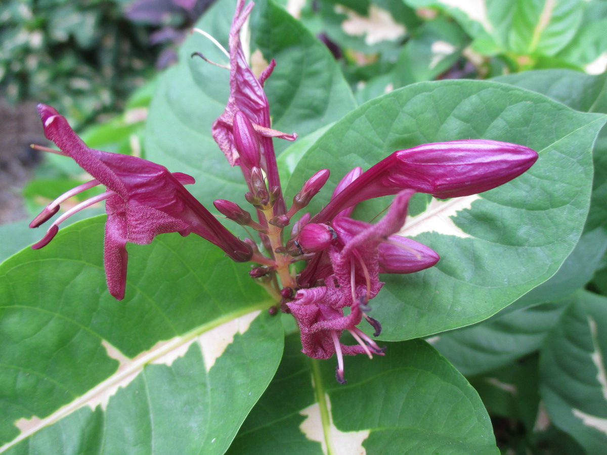 Image of Graptophyllum pictum specimen.