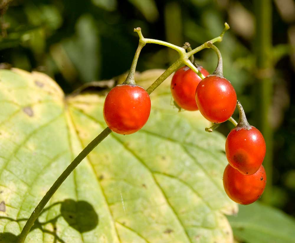 Image of Solanum kitagawae specimen.