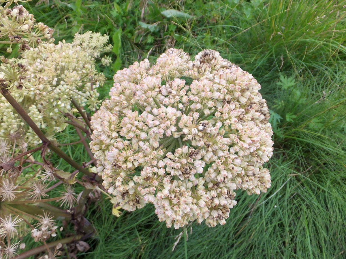 Изображение особи Archangelica officinalis.