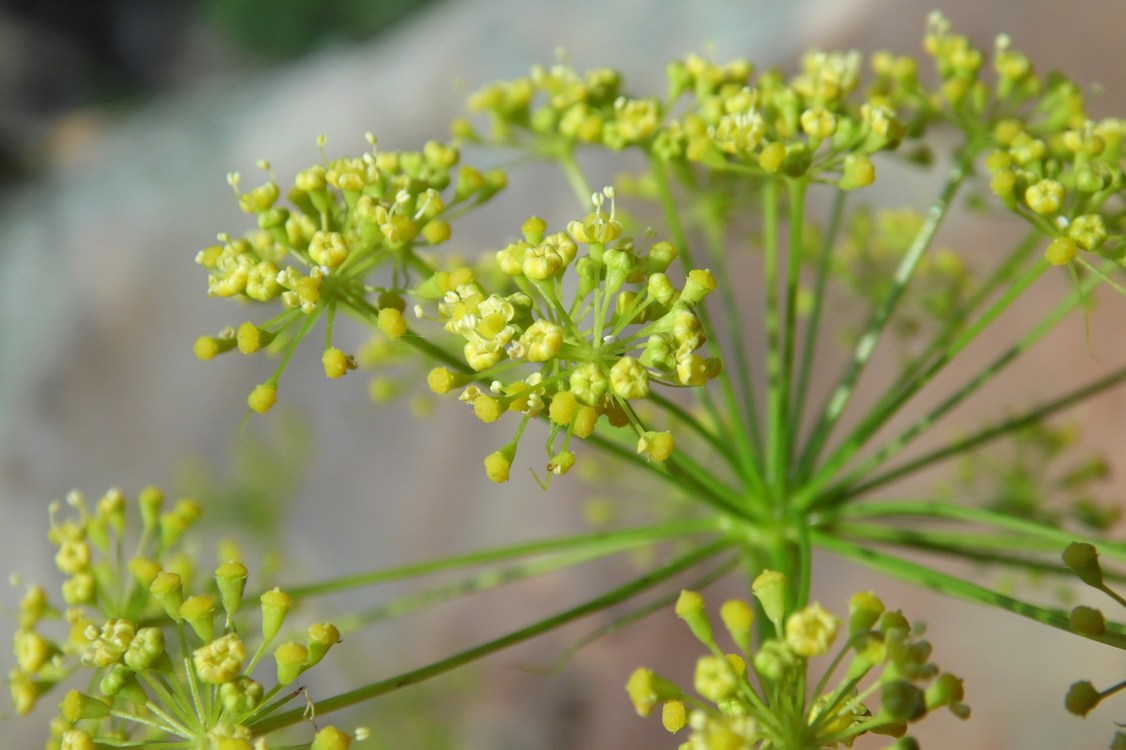 Изображение особи Peucedanum longifolium.