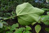 Catalpa bignonioides