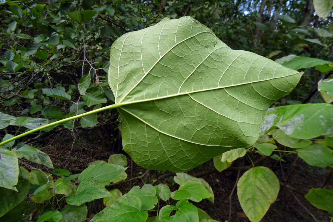 Image of Catalpa bignonioides specimen.