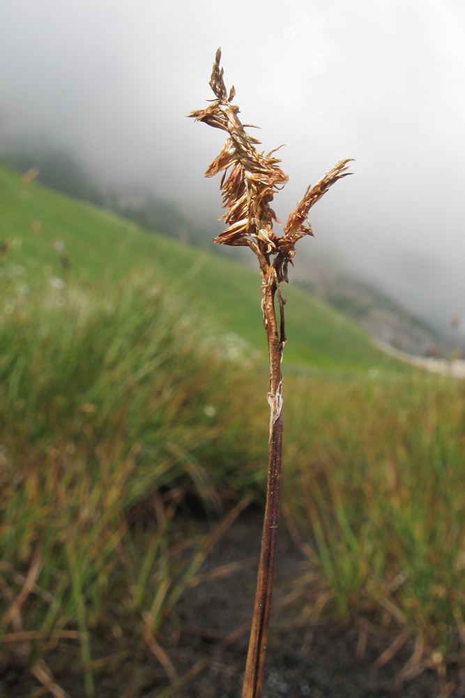 Image of Carex transcaucasica specimen.