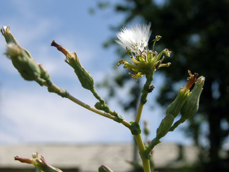 Изображение особи Lactuca serriola.