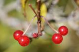 Lonicera karelinii. Соплодия. Казахстан, Тянь-Шань, хр. Заилийский Алатау, ущ. Левый Талгар, р-н устья р. Туристов, 2800 м н.у.м., остепнённый луг. 01.09.2016.