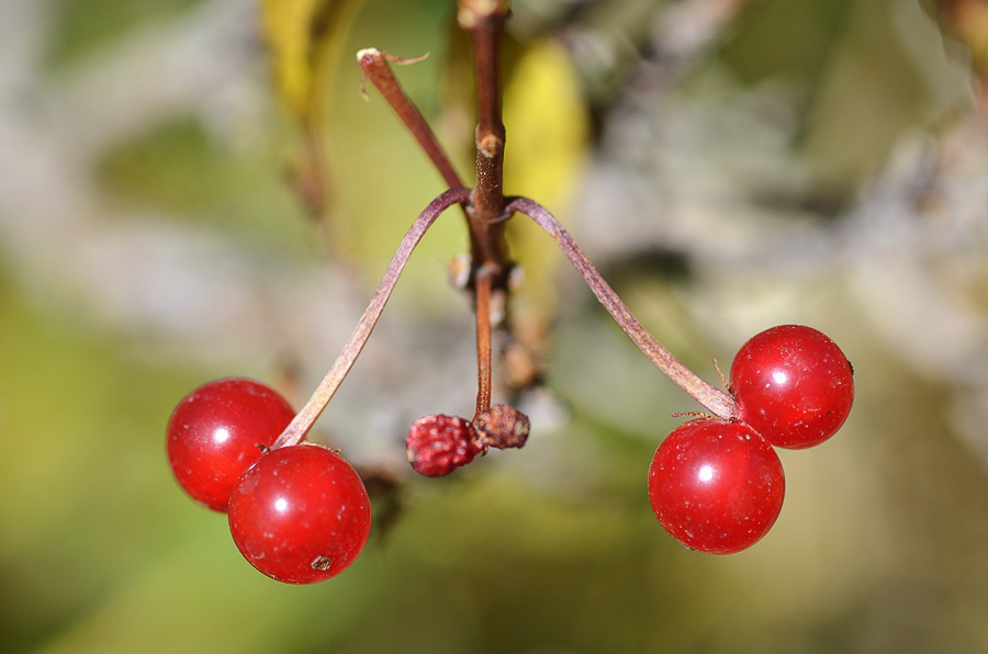 Изображение особи Lonicera karelinii.