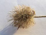 Trifolium diffusum