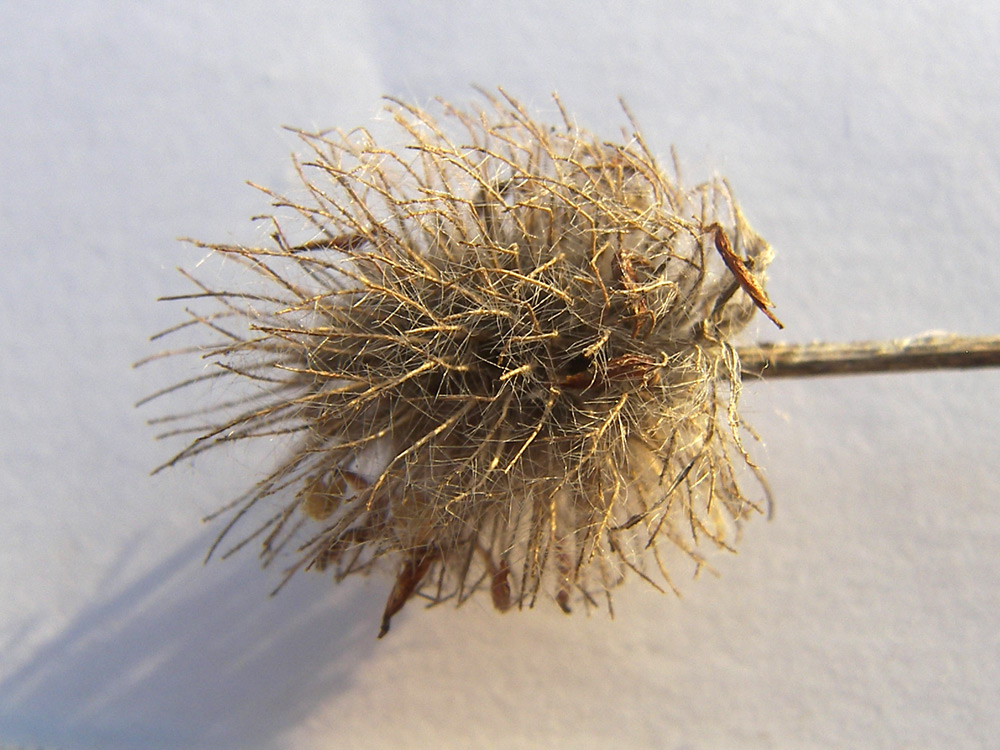 Image of Trifolium diffusum specimen.