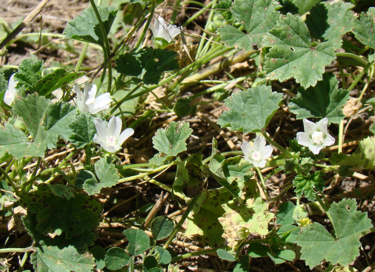 Image of Malva neglecta specimen.