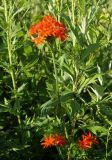Lychnis chalcedonica. Побег с соцветиями. Амурская обл., Бурейский р-н, левый берег р. Бурея, в 2-3 км ниже Нижне-Бурейской ГЭС, под ЛЭП. 18.07.2016.
