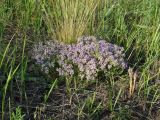 род Thymus