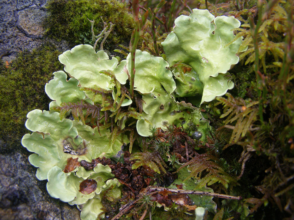 Image of Nephroma arcticum specimen.