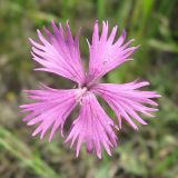 Dianthus × jaczonis. Цветок. Томская обл., Томский р-н, окр. с. Чёрная Речка, луг близ соснового леса. 04.07.2009.