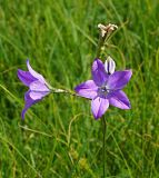 Campanula altaica. Верхушка цветущего и плодоносящего растения. Восточный Казахстан, Кокпектинский р-н, 25 км в горы от с. Пантелеймоновка, ≈ 1000 м н.у.м., луг. 12.06.2016.