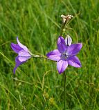 Campanula altaica