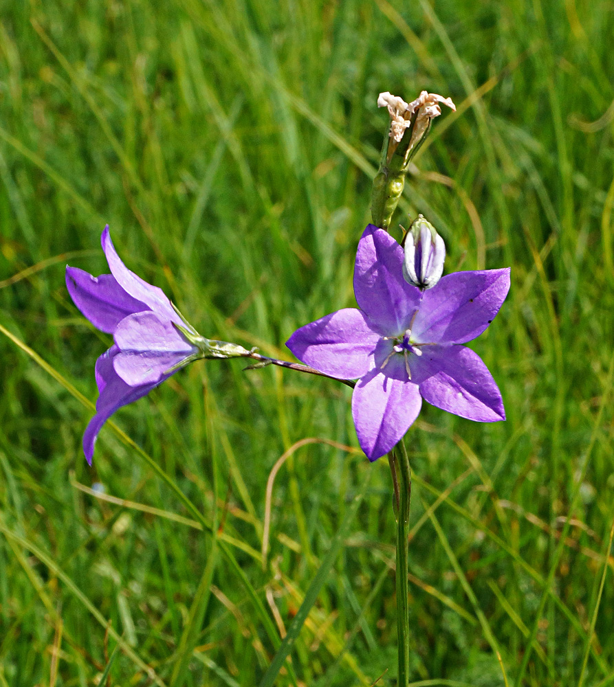 Image of Campanula altaica specimen.