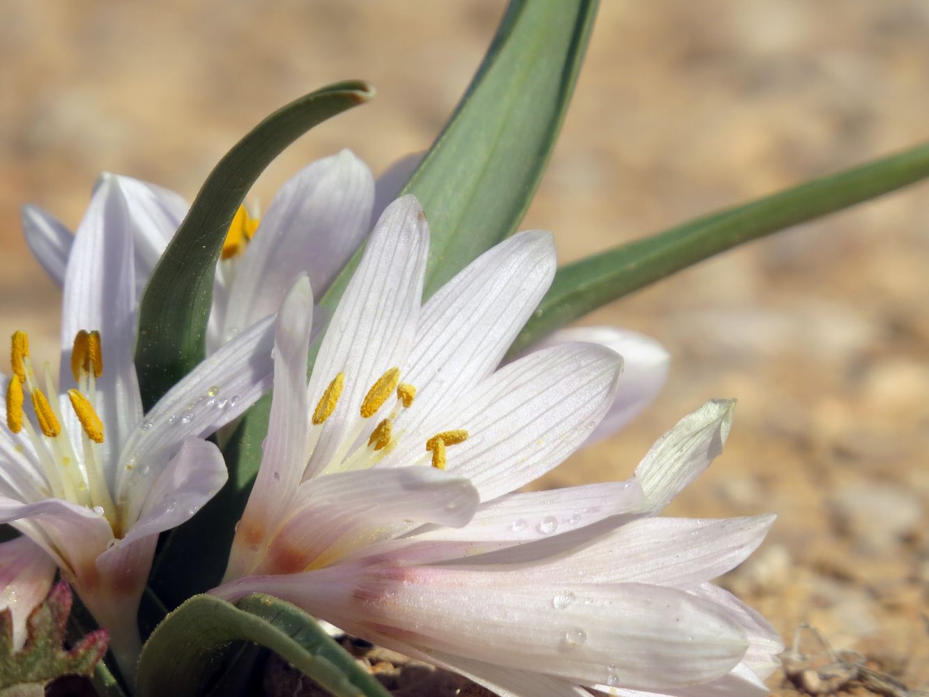 Image of Colchicum ritchiei specimen.