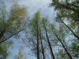 Chosenia arbutifolia. Кроны взрослых деревьев. Магаданская обл., окр. Магадана, пос. Снежная Долина, в долине Дукчи, тополево-чозениевый лес. 14.06.2014.