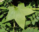 Echinocystis lobata. Лист. Украина, г. Запорожье, о-в Хортица, южная часть острова, под деревьями, возле ручья. 12.08.2016.