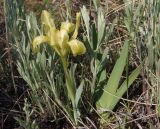 Iris pumila. Цветущее растение в окружении побегов Galatella villosa. Украина, Запорожская обл., Запорожский р-н, Малоекатериновское охотничье-рыболовное хозяйство, степь, возвышенность. 17.04.2016.