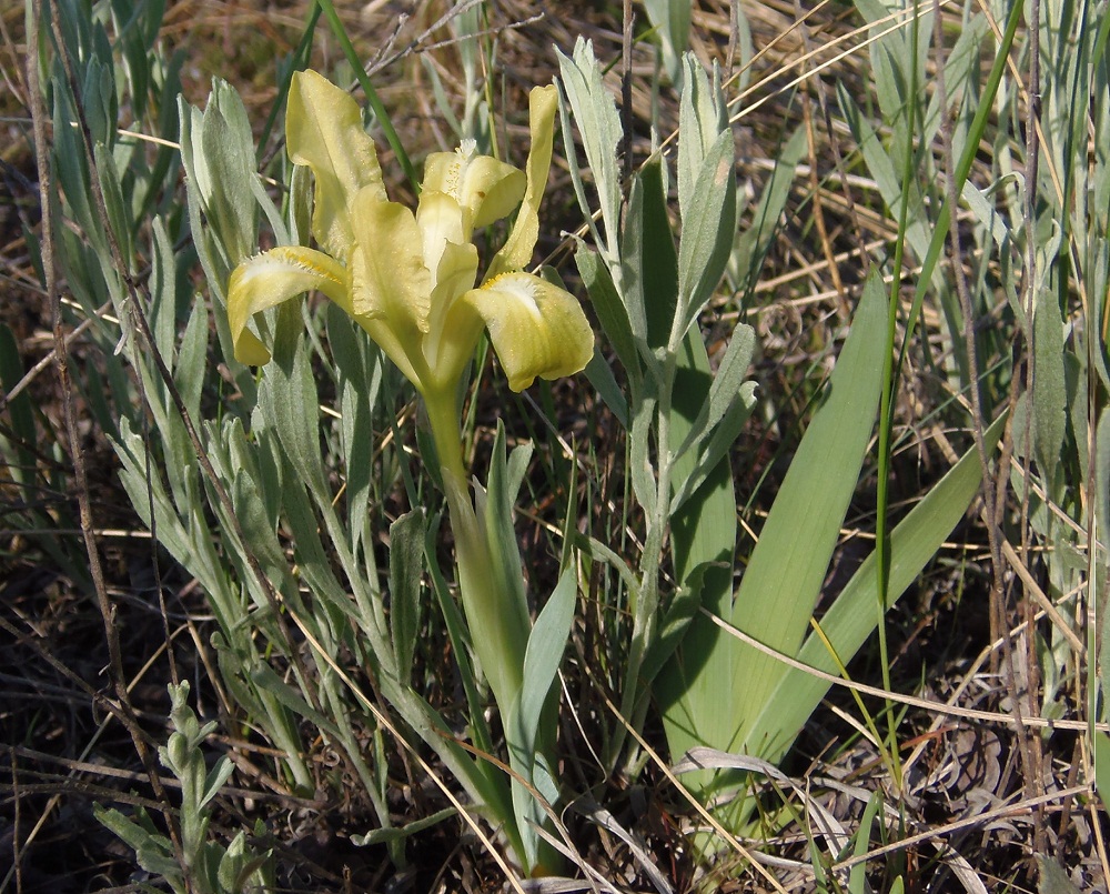 Image of Iris pumila specimen.