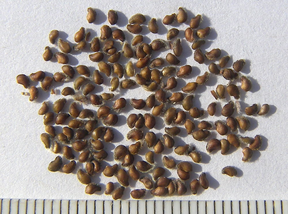 Image of Potentilla divina specimen.