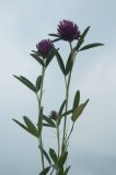 Trifolium alpestre