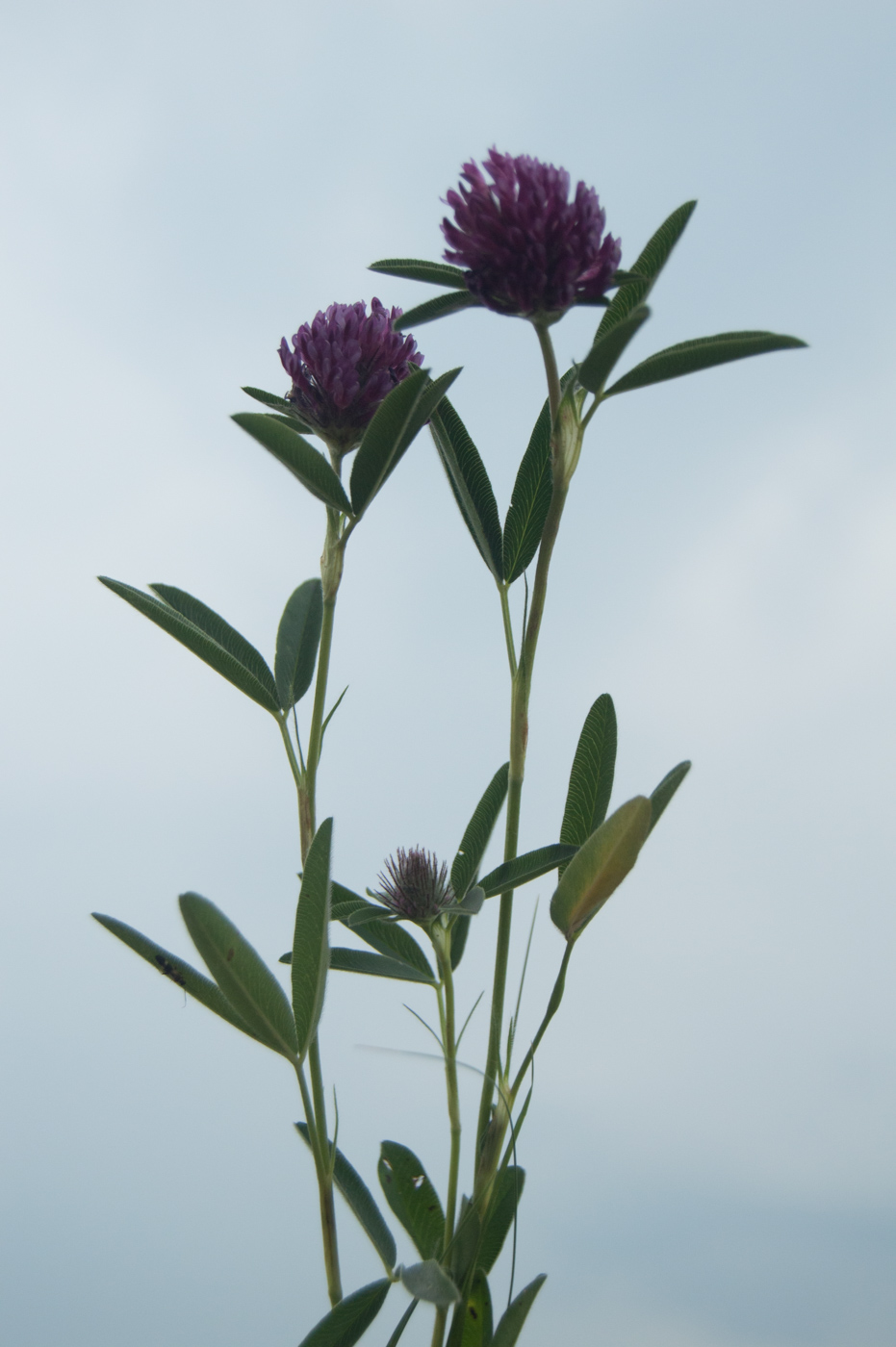 Изображение особи Trifolium alpestre.