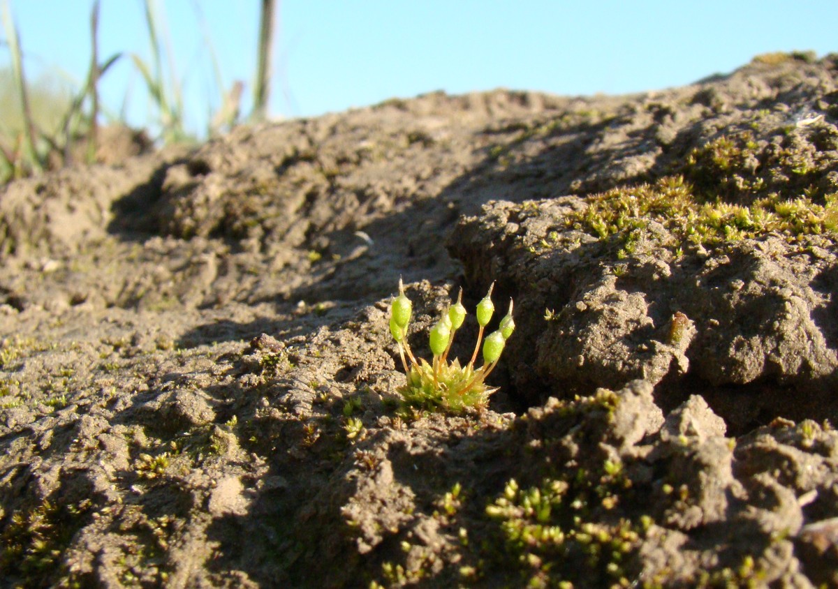 Image of Tortula truncata specimen.