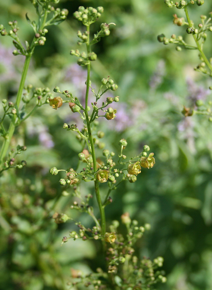 Image of Scrophularia umbrosa specimen.