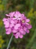 Dianthus andrzejowskianus