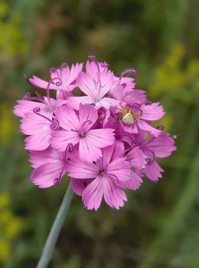 Изображение особи Dianthus andrzejowskianus.