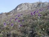 Pulsatilla taurica