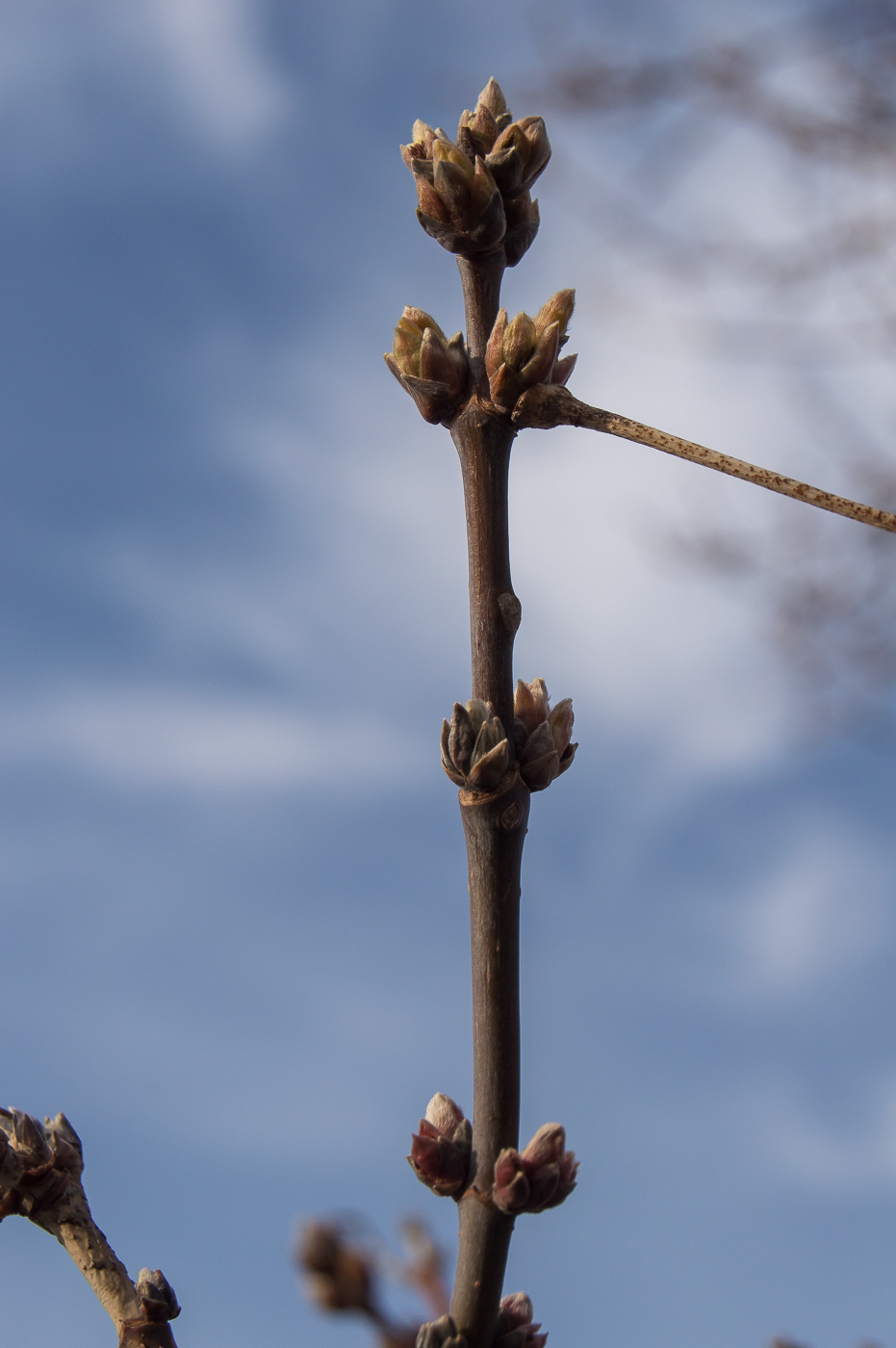 Image of Acer negundo specimen.