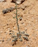 Verbascum letourneuxii. Молодое растение с соцветием в бутонах. Египет, к юго-западу от г. Эль-Дабаа, опустыненная залежь. 16.03.2017.
