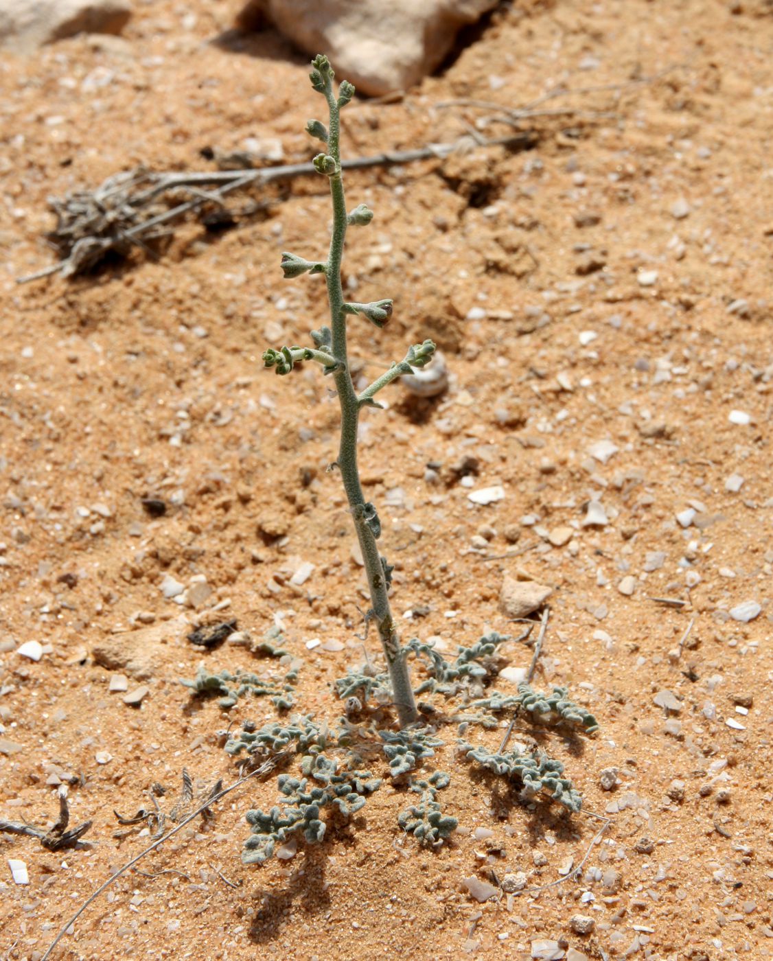 Image of Verbascum letourneuxii specimen.