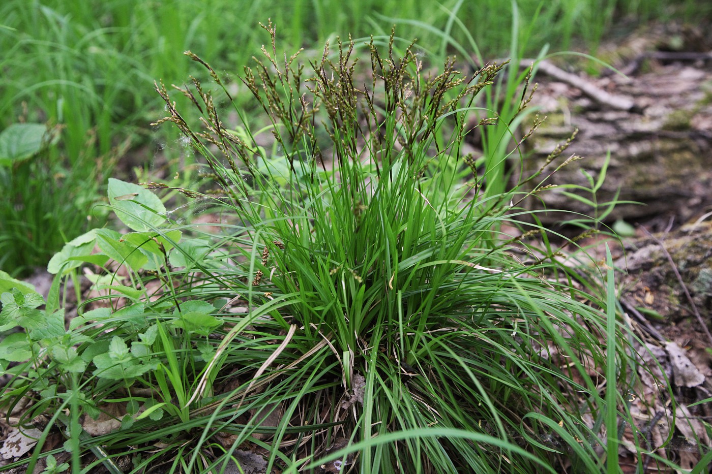 Image of Carex digitata specimen.