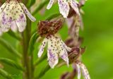 Orchis purpurea. Цветок. Молдова, Оргеевский р-н, с. Ватич, окраина дубово-грабового леса. 28.05.2017.