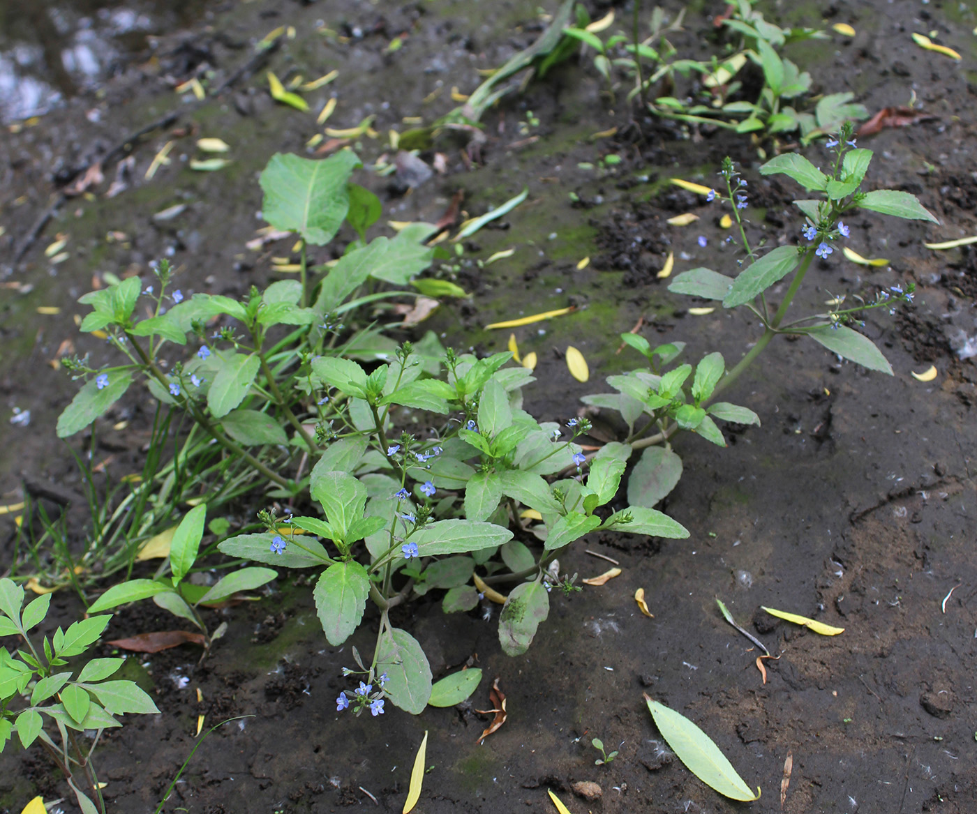 Image of Veronica beccabunga specimen.