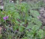 Geranium purpureum