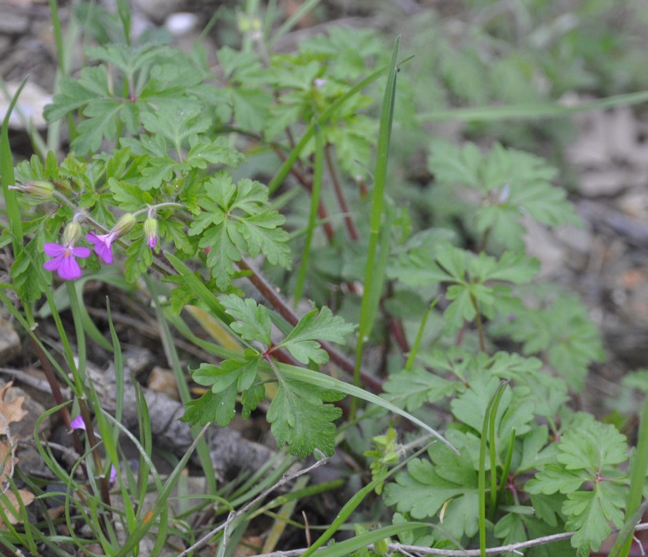 Image of Geranium purpureum specimen.
