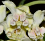 Gomphocarpus physocarpus