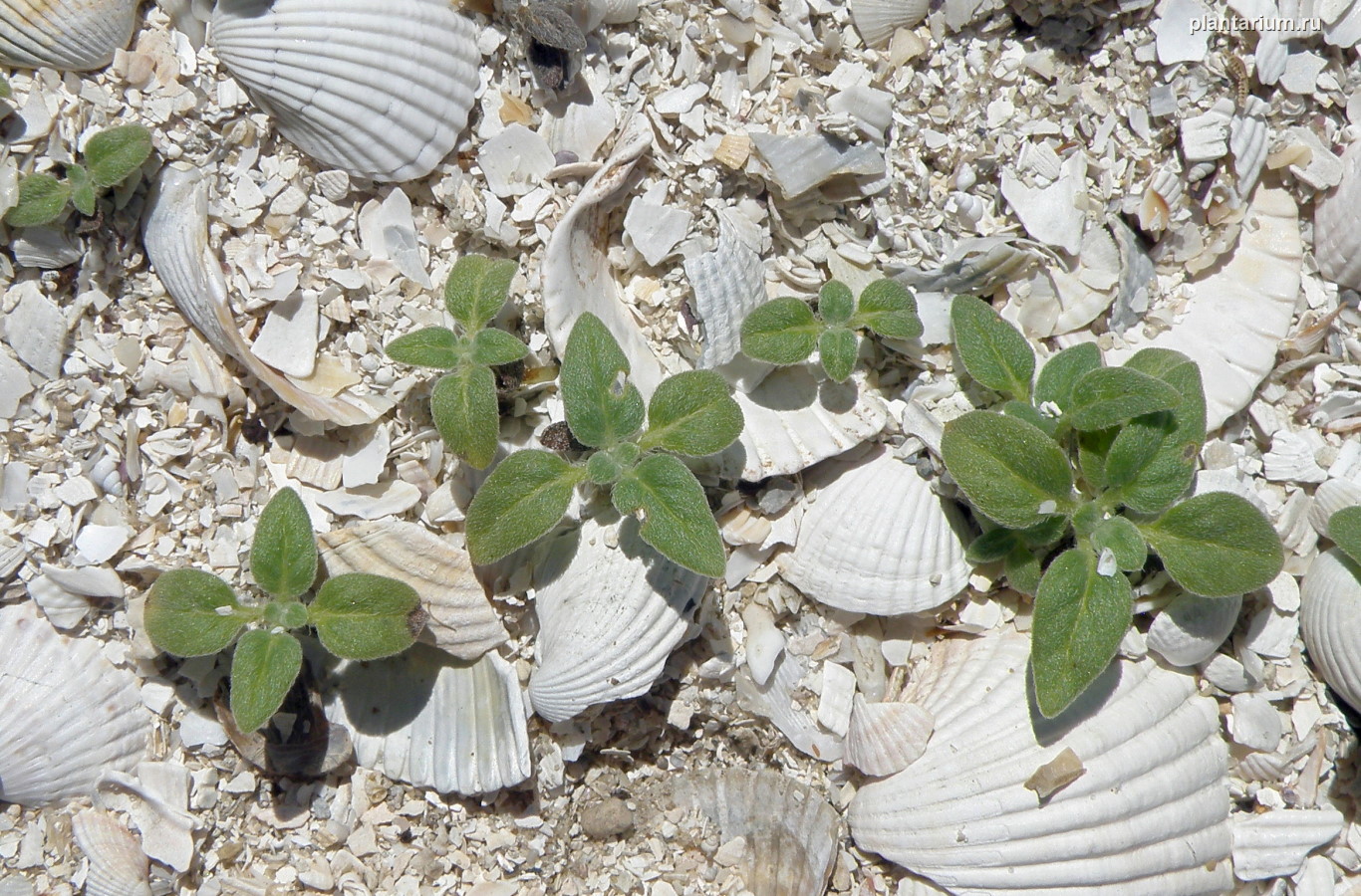 Image of genus Heliotropium specimen.