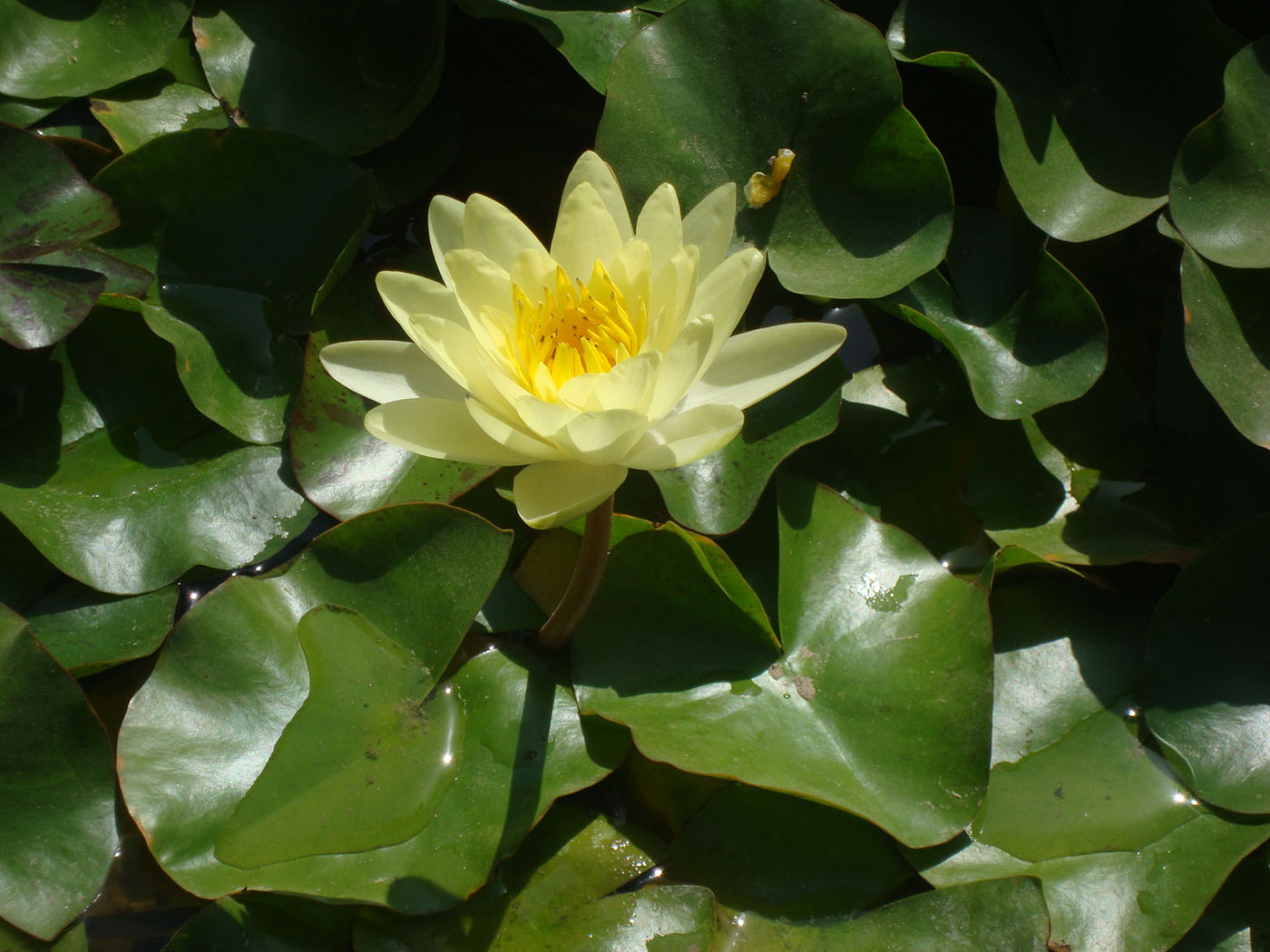 Image of genus Nymphaea specimen.