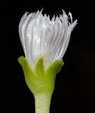 Glottiphyllum linguiforme